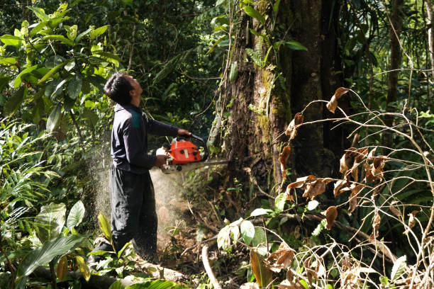 Best Emergency Storm Tree Removal  in Wilton, CA